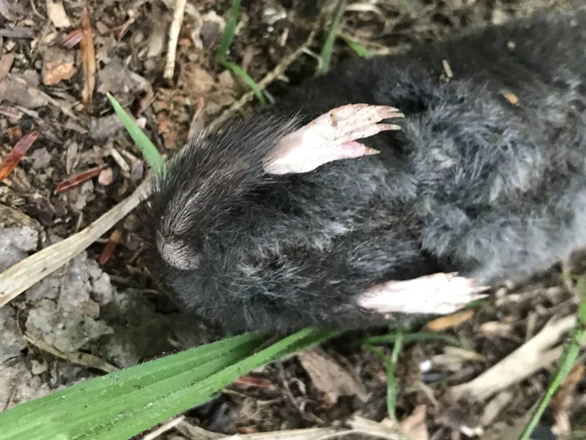 Close-up of hairy-tailed mole front paws showing powerful digging claws