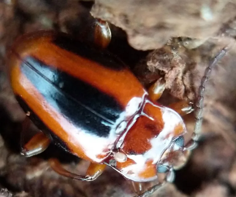 Aphorista vittata handsome fungus beetle on rotting bark showing its orange body with a broad black stripe down the back