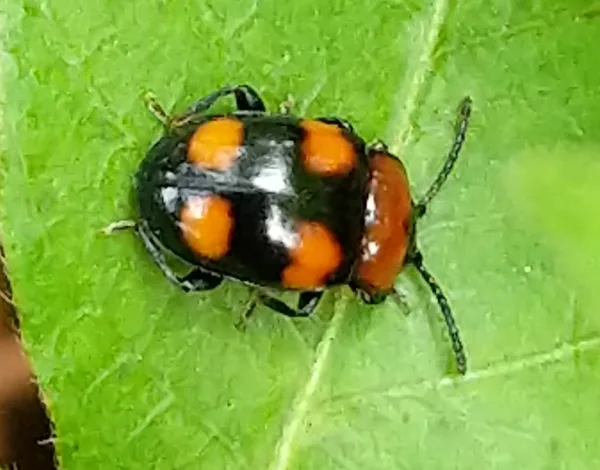 Mycetina perpulchra handsome fungus beetle on a green leaf showing its shiny black body with four orange spots