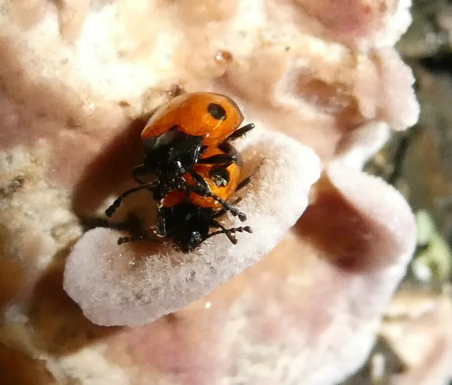 Two-spotted handsome fungus beetles feeding on a pale bracket fungus growing on a dead log