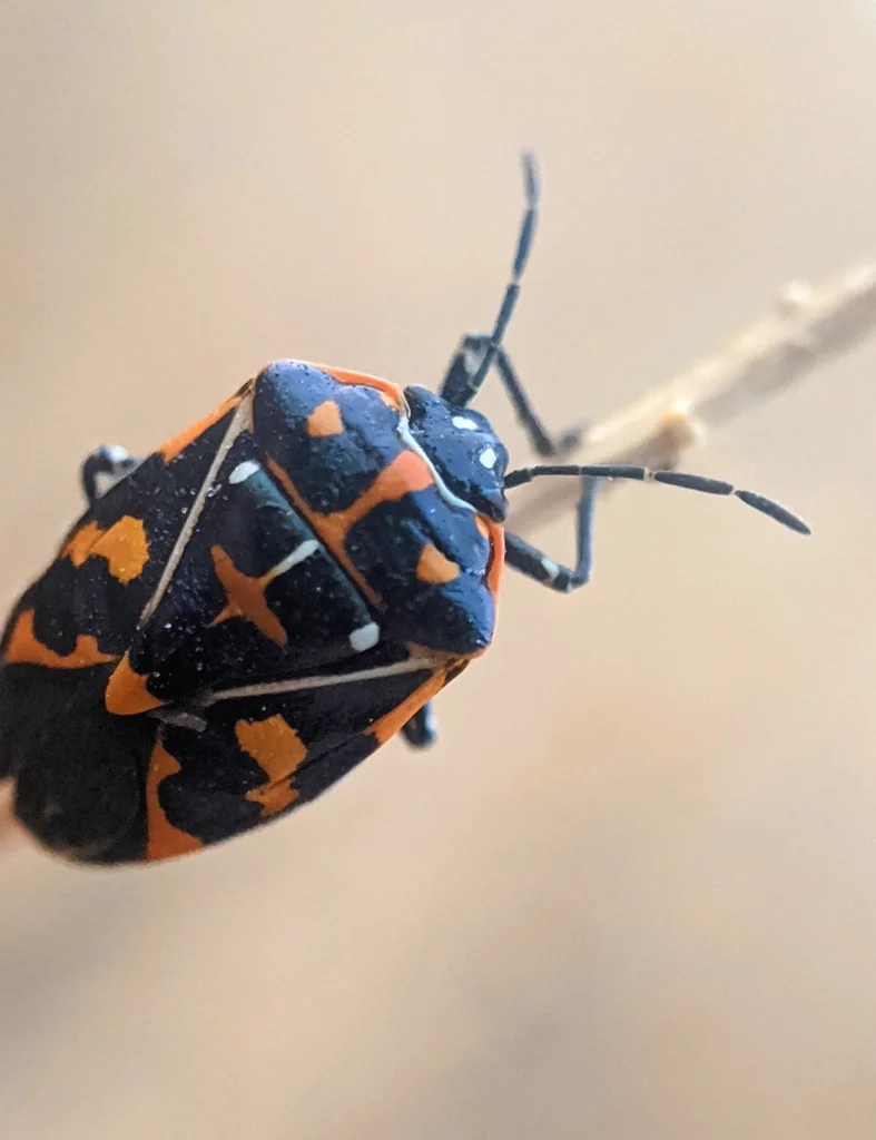 Harlequin bug adult displaying black body with orange markings on branch
