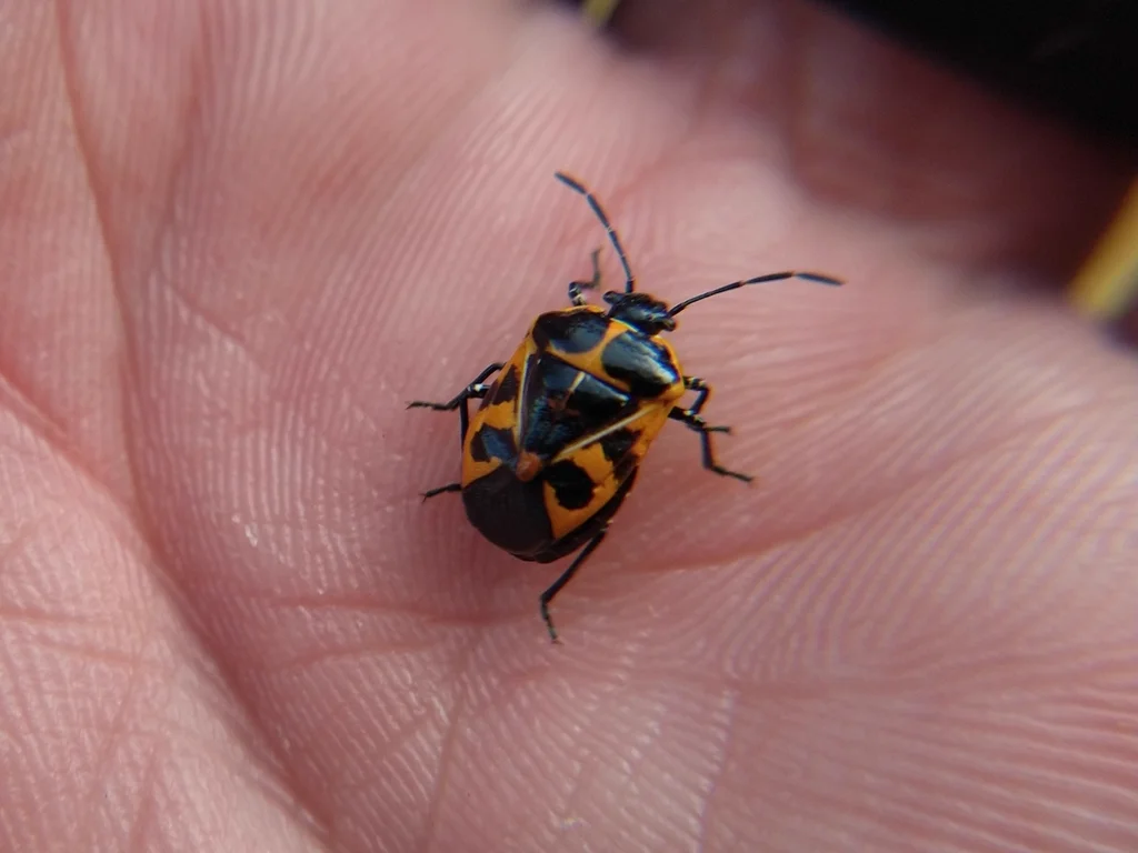 Harlequin bug on human hand showing relative size comparison
