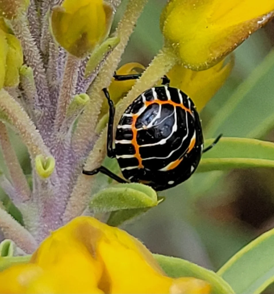 Harlequin bug nymph showing colorful striped pattern on flower