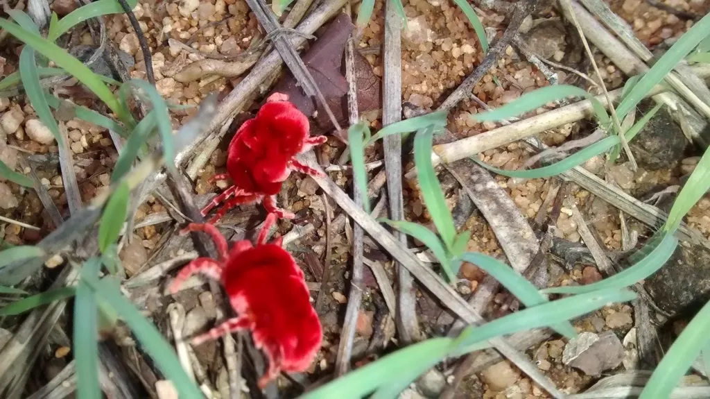 Two red velvet mites in grass showing typical outdoor habitat