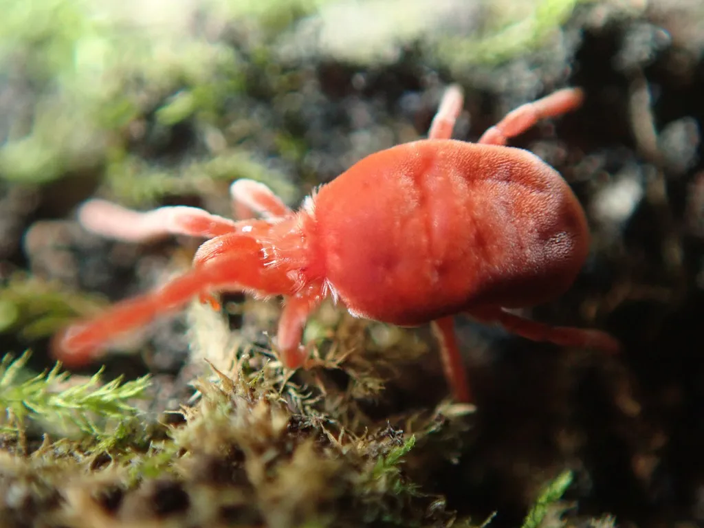 Side profile of a harvest mite showing body shape