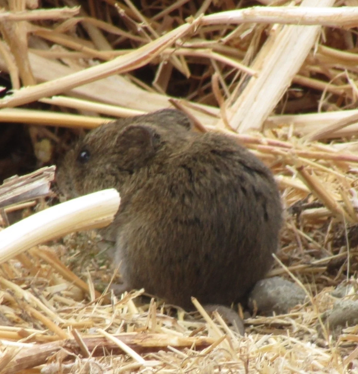 Harvest mouse in natural grassland habitat among dried vegetation
