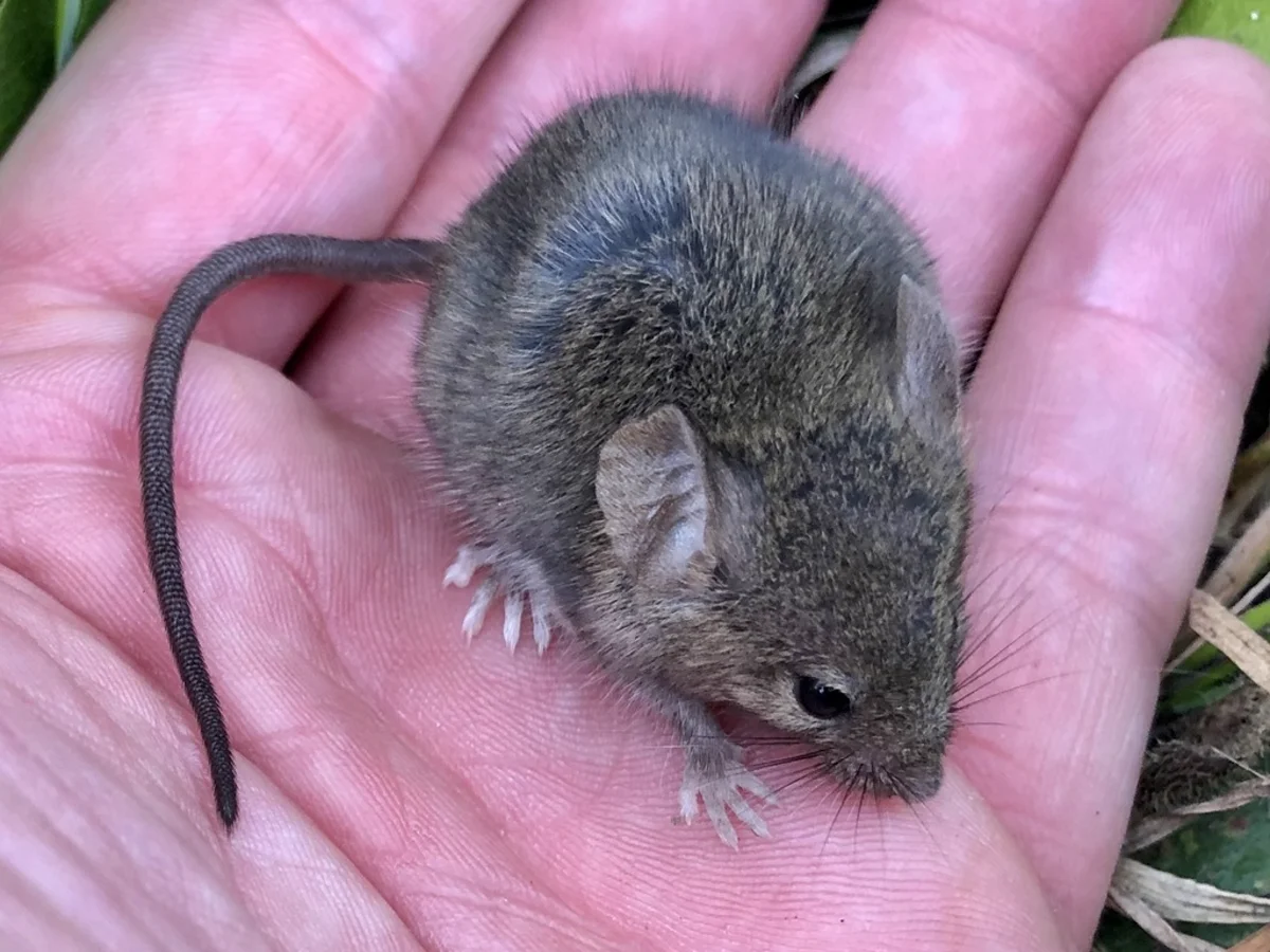 Harvest mouse held in hand showing small size and rounded body