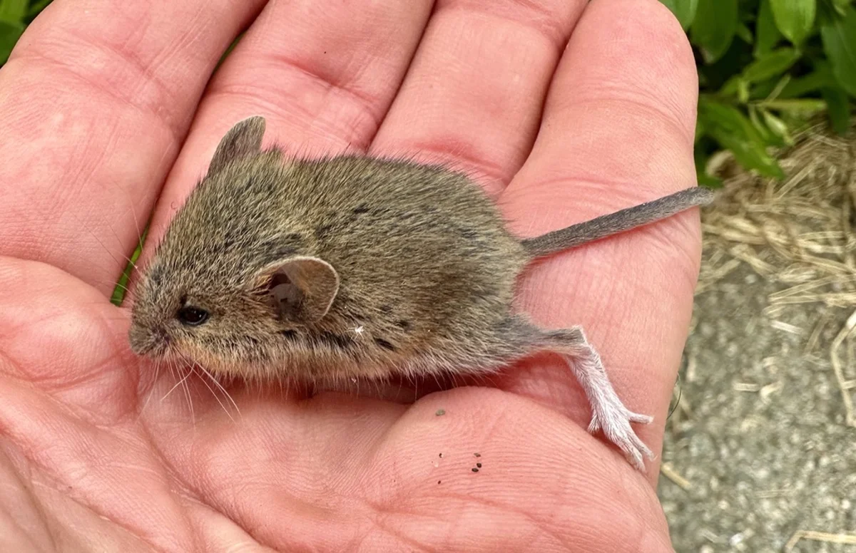 Side view of harvest mouse displaying long tail and compact body