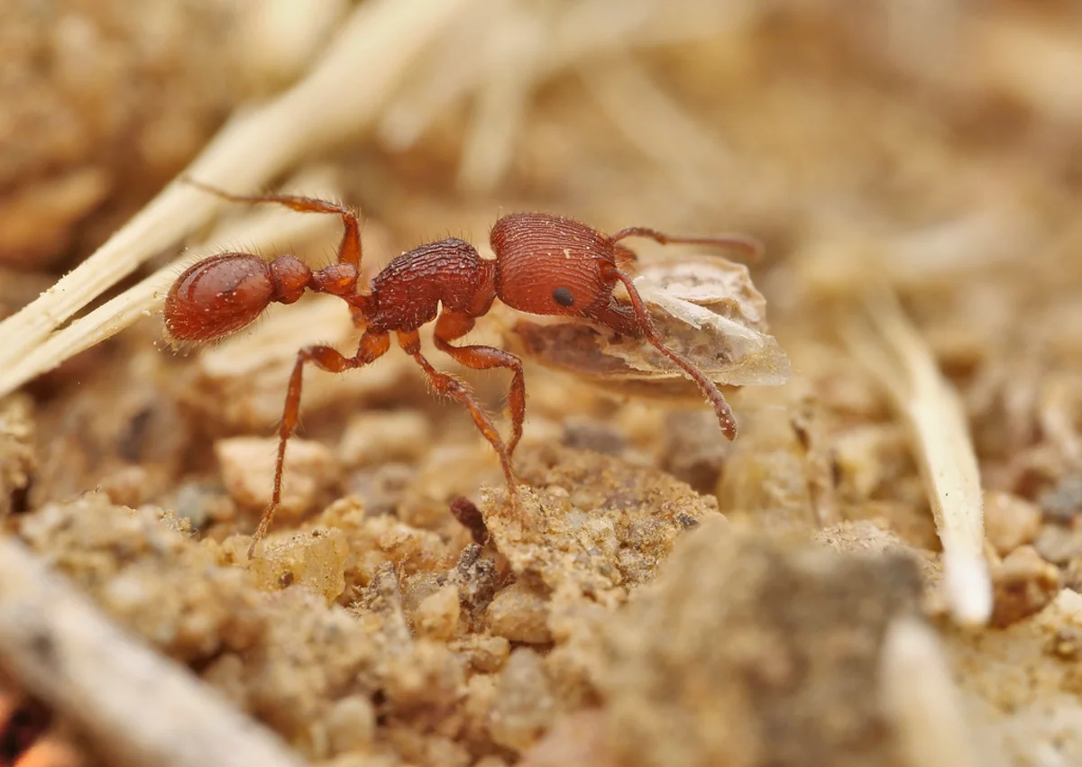 Harvester ant carrying a seed back to the colony