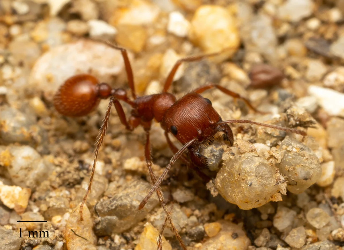 Close-up of a harvester ant with visible scale marker for size reference
