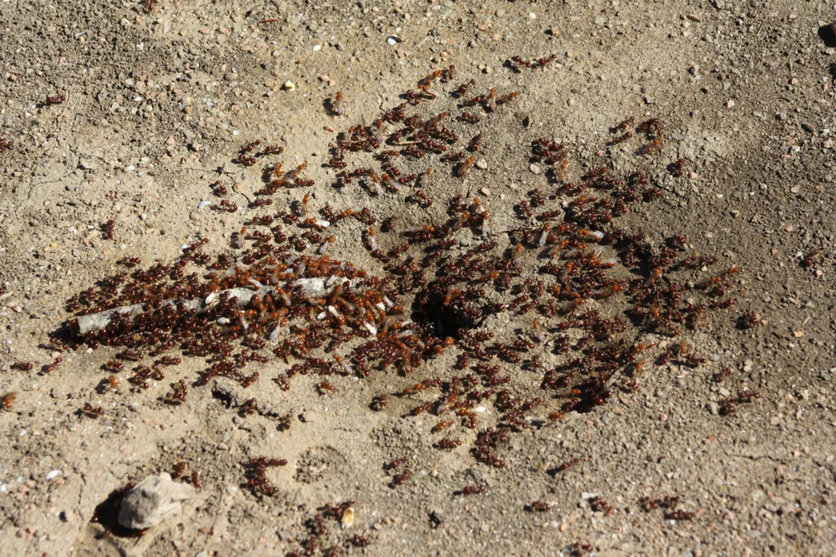 Harvester ant nest entrance showing cleared area and foraging trails
