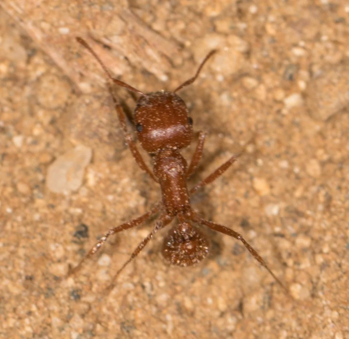 Top-down view of a harvester ant showing body segments and leg structure