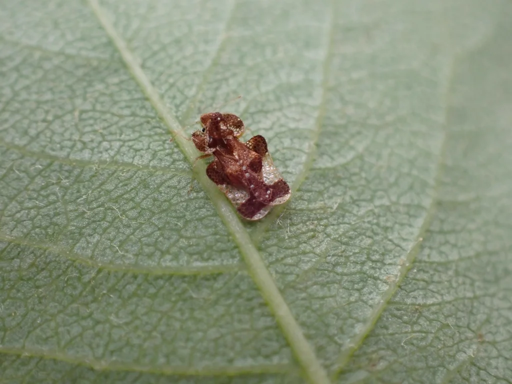 Hawthorn lace bug feeding on leaf surface in natural habitat