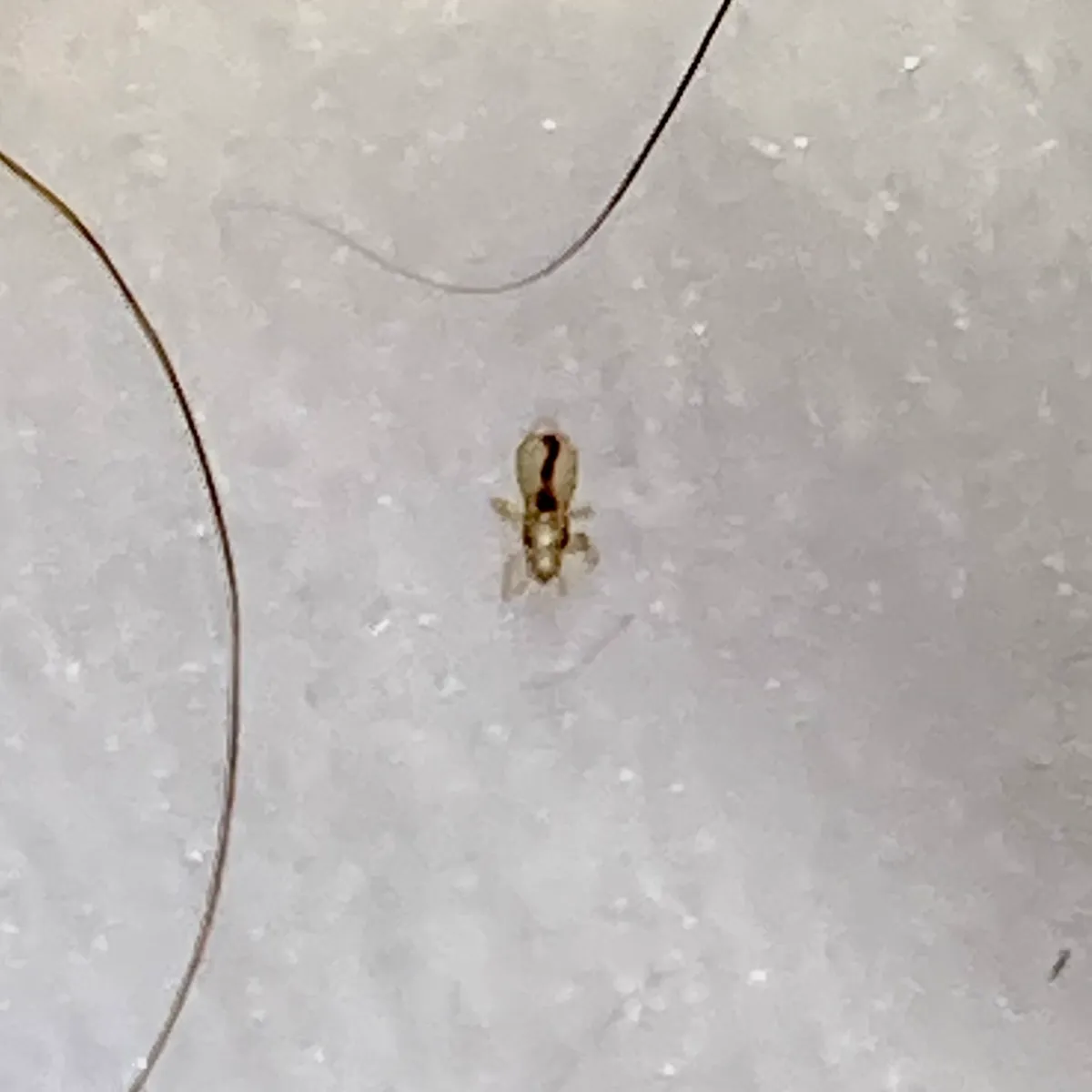 Head louse on a white surface next to a strand of human hair for scale reference