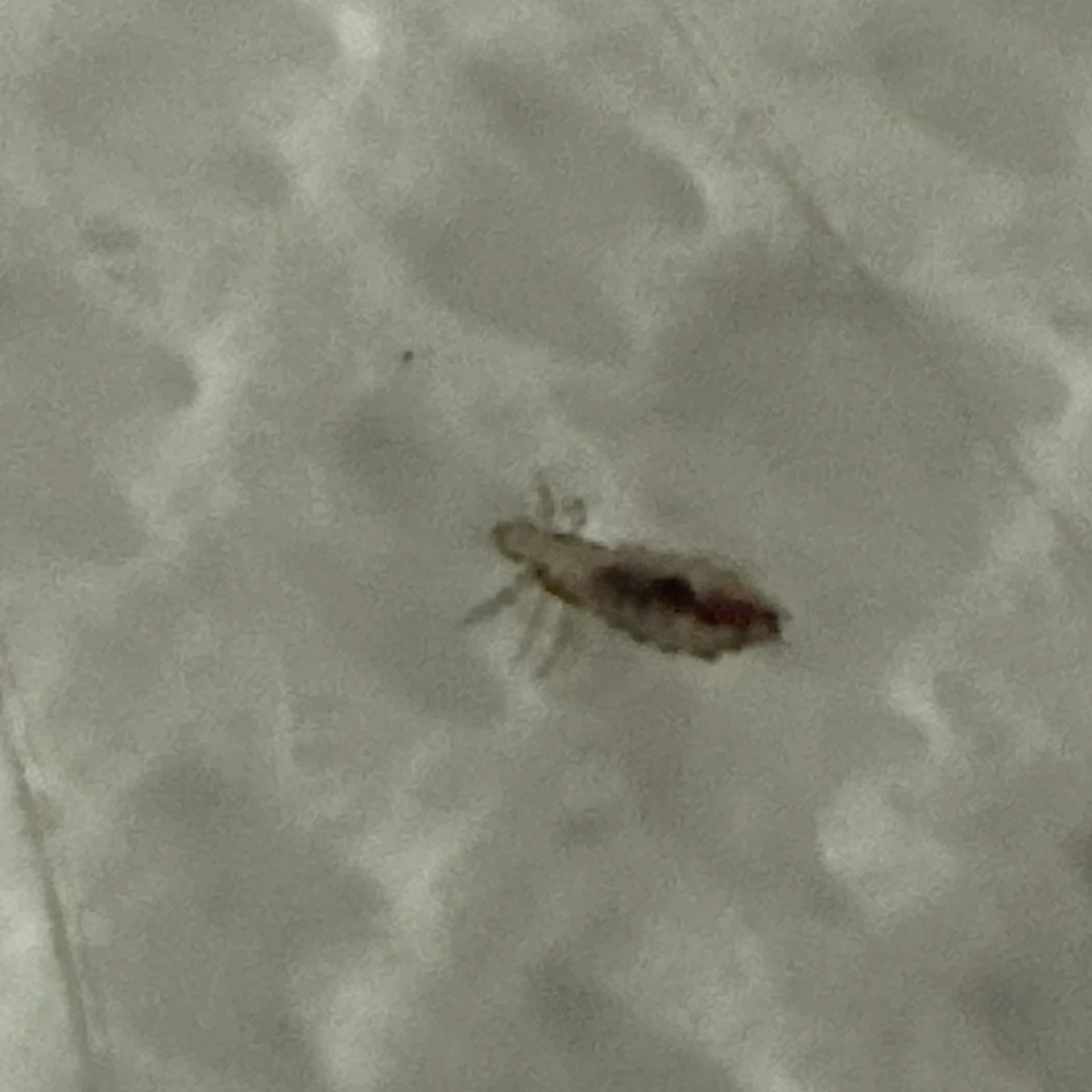 Head louse on a white textured surface showing its translucent body with visible blood meal