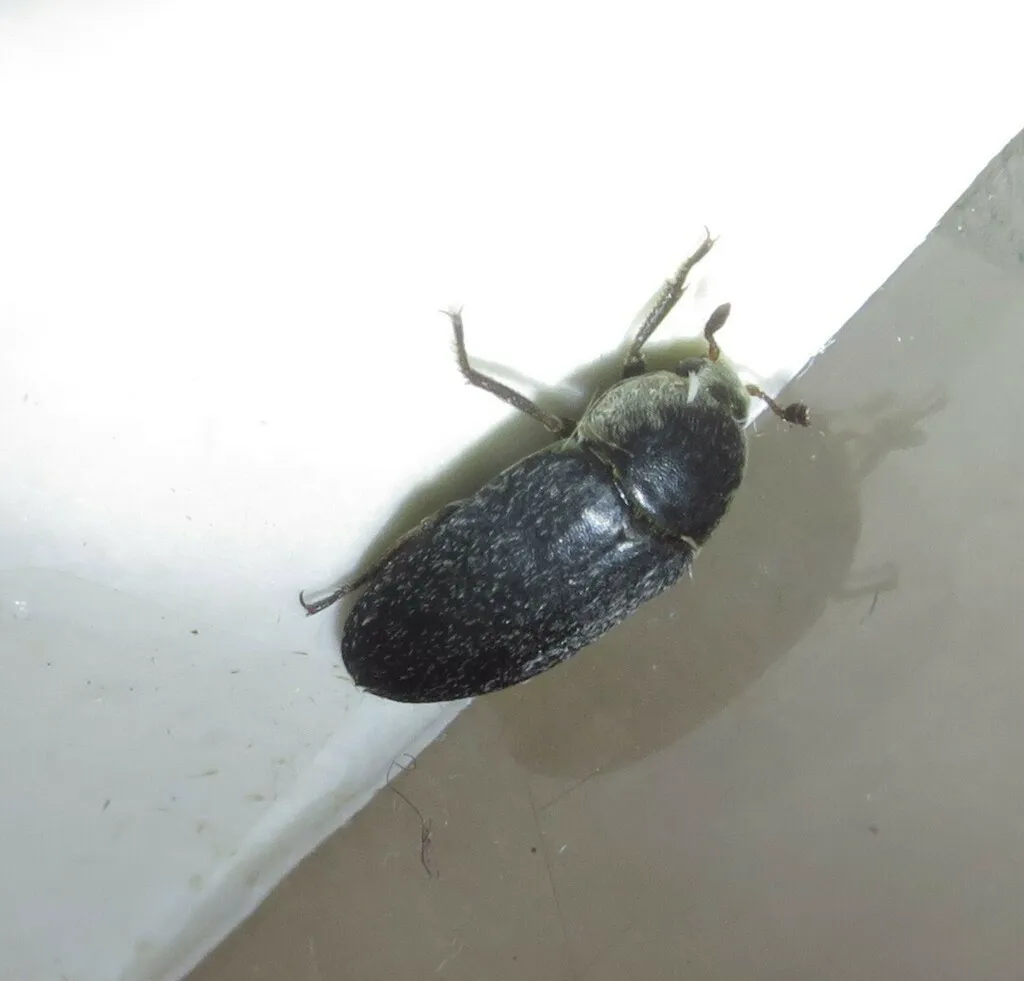 Close-up of adult hide beetle on a light surface showing oval body shape
