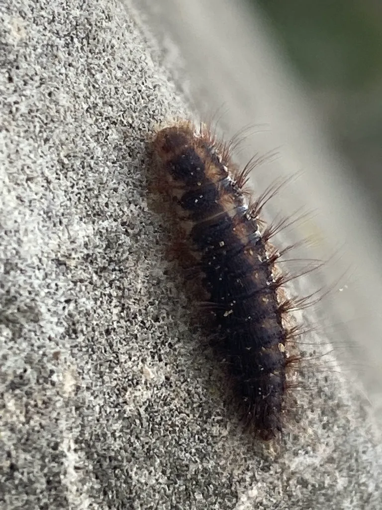 Hide beetle larva showing dense hairy bristles and segmented body