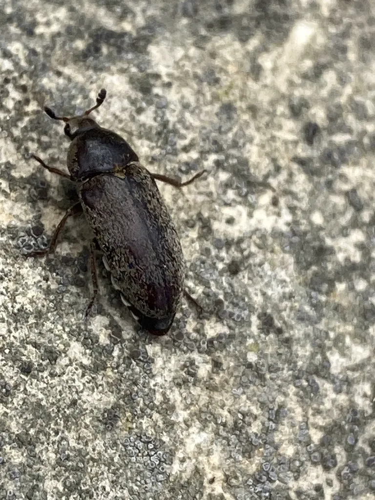 Top-down view of adult hide beetle on stone surface showing dark oval body