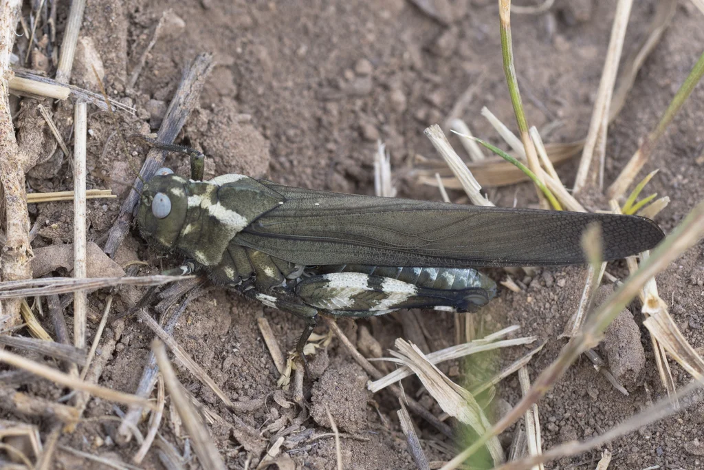 Side view of a High Plains grasshopper in its natural shortgrass prairie habitat