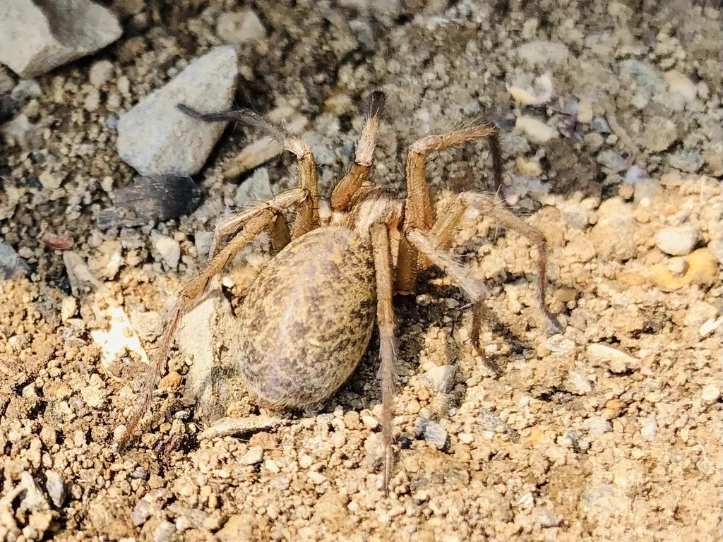 Hobo spider on sandy ground in natural habitat