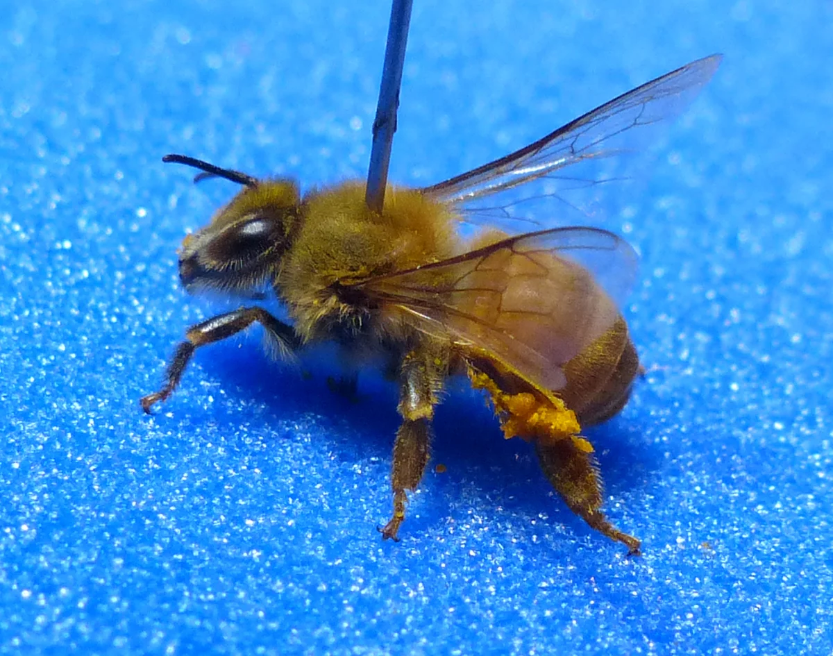 Close-up of a Western honey bee showing amber bands and pollen basket