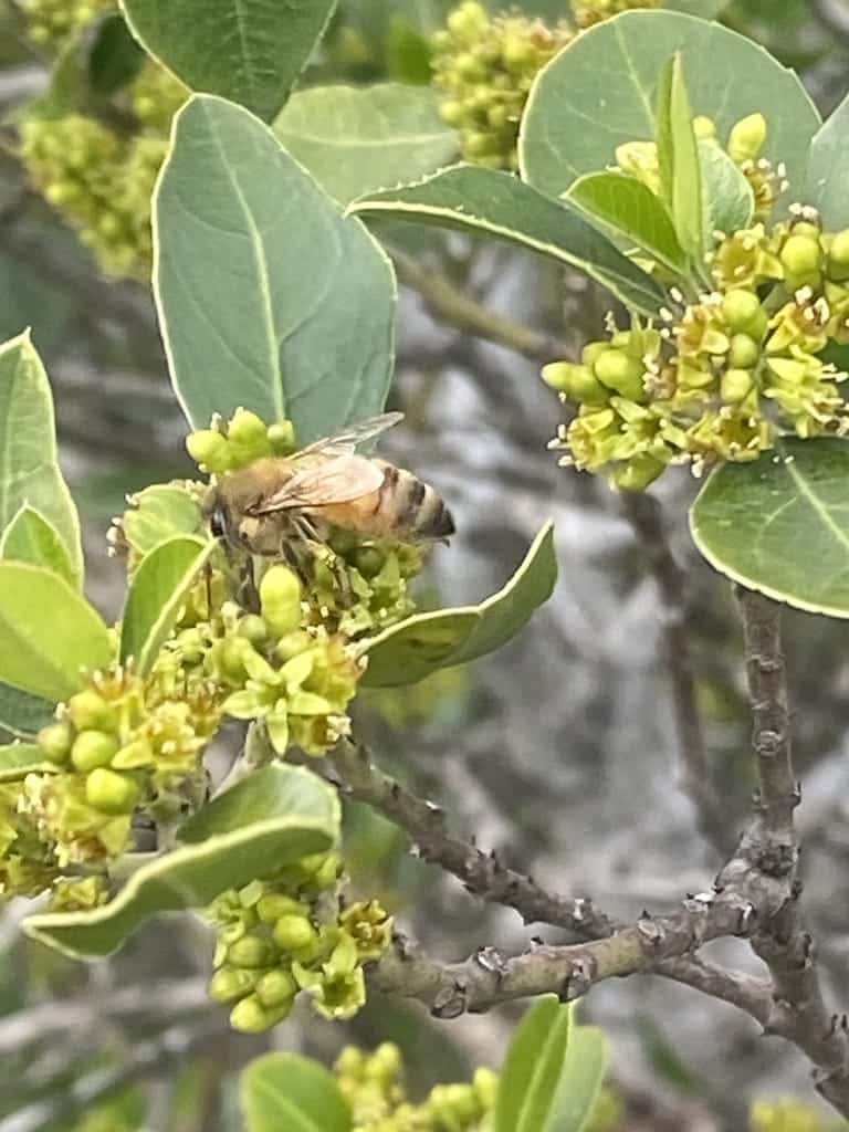 Honey Bees photo 1