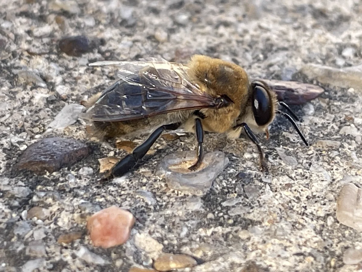 Western honey bee on gravel showing full body and legs from side view