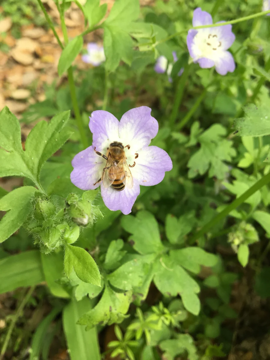 Honey bee on purple wildflower showing distinctive striped abdomen