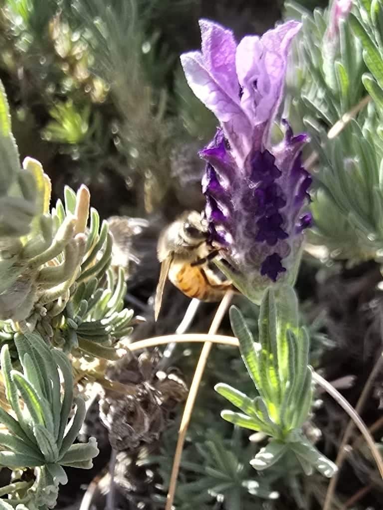Honey Bees photo 4
