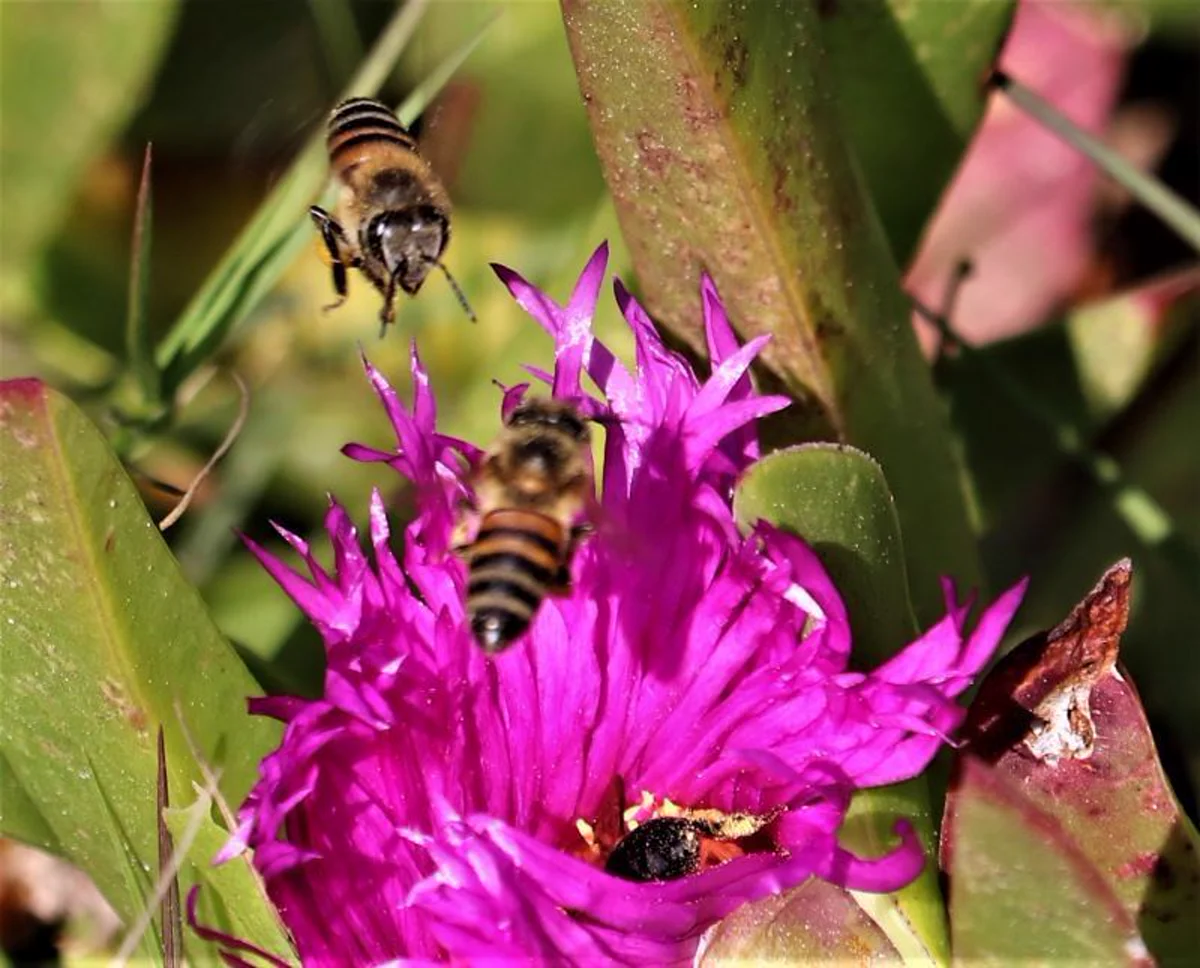 Multiple honey bees foraging on pink thistle flower