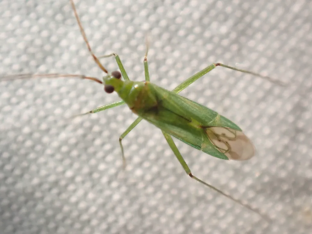 Adult honeylocust plant bug viewed from above showing green coloring and wing structure
