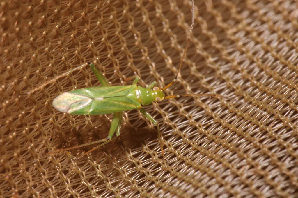 Honeylocust plant bug on brown mesh fabric showing green coloring and body shape