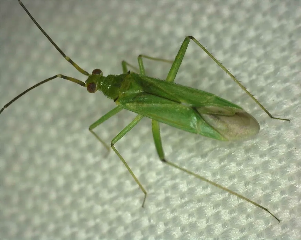Honeylocust plant bug resting on a surface showing full body profile from the side