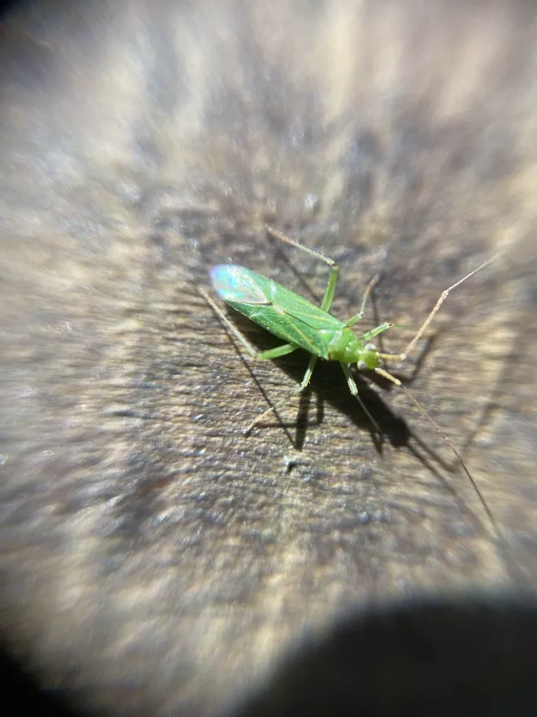 Honeylocust plant bug on a wooden surface with natural background