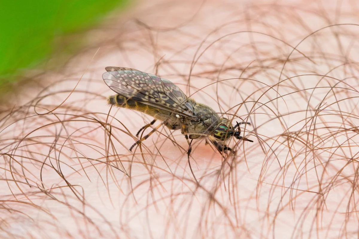 Horse fly feeding on human skin demonstrating biting behavior