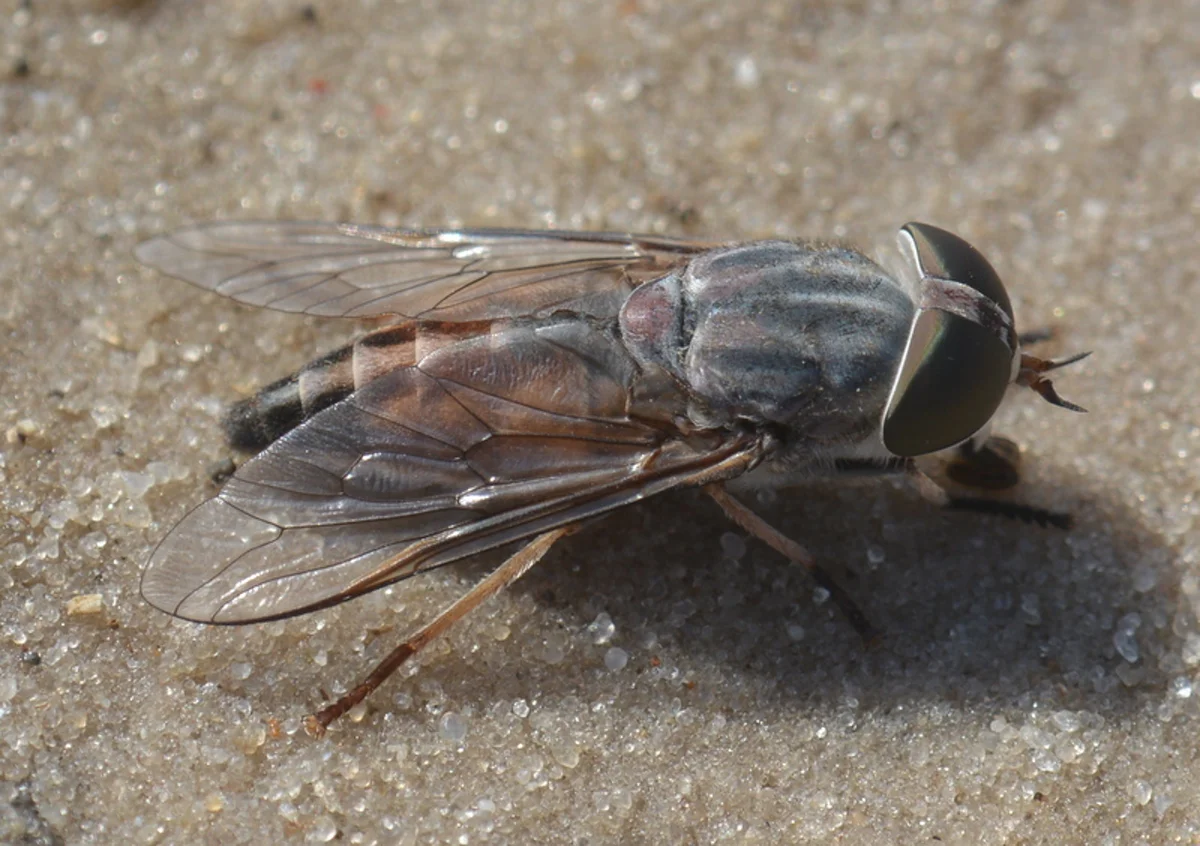 Horse fly on sandy ground displaying typical gray-brown coloration