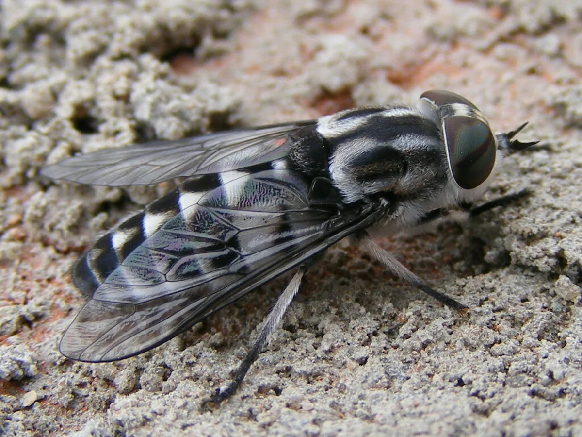 Striped horse fly resting on sandy surface showing detailed body markings