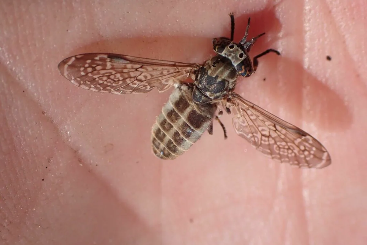 Horse fly with wings spread showing transparent wing structure