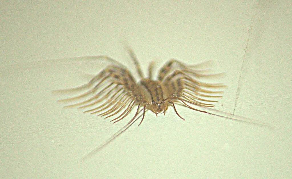 House centipede on ceiling showing typical hunting behavior