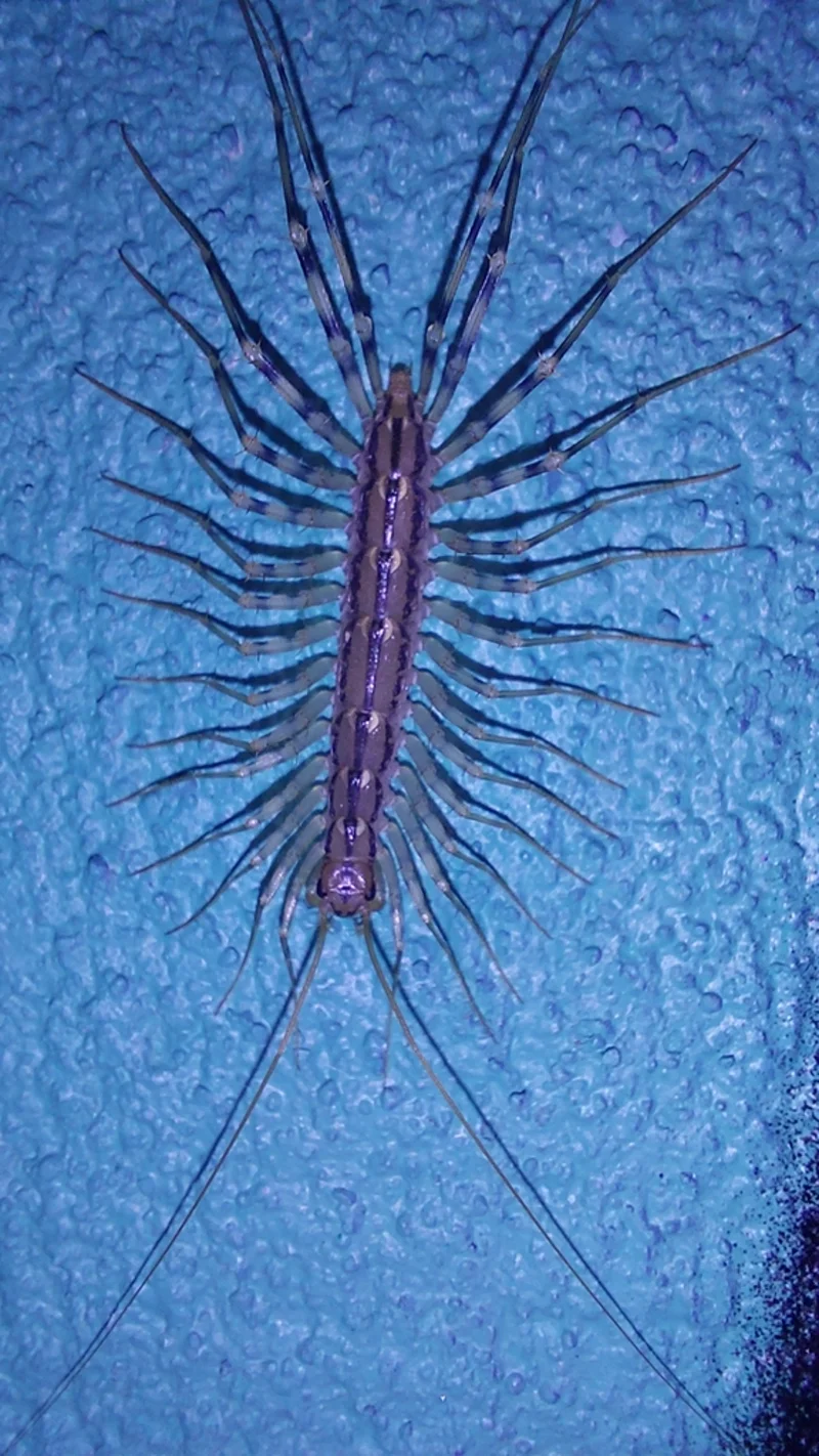 House centipede showing full body with all legs and dorsal stripes from above