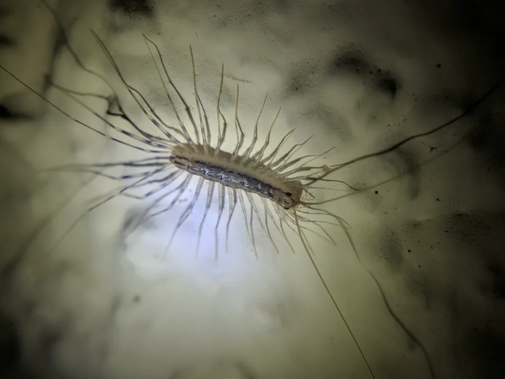 House centipede with characteristic long banded legs viewed from above