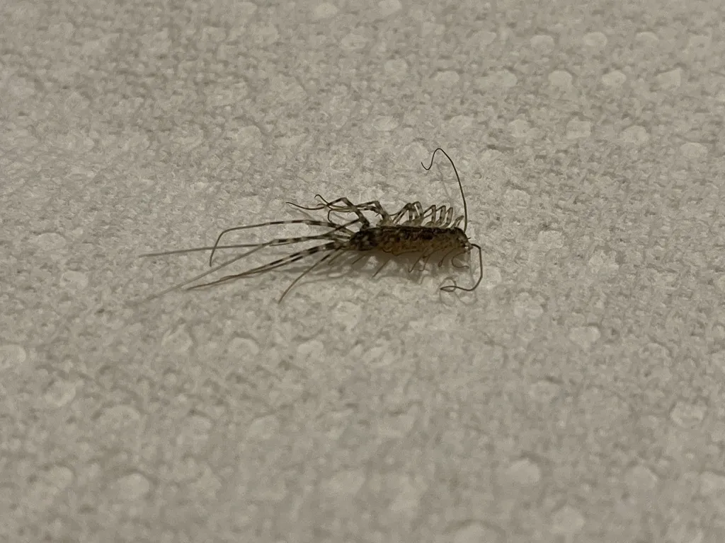 House centipede on textured wall surface