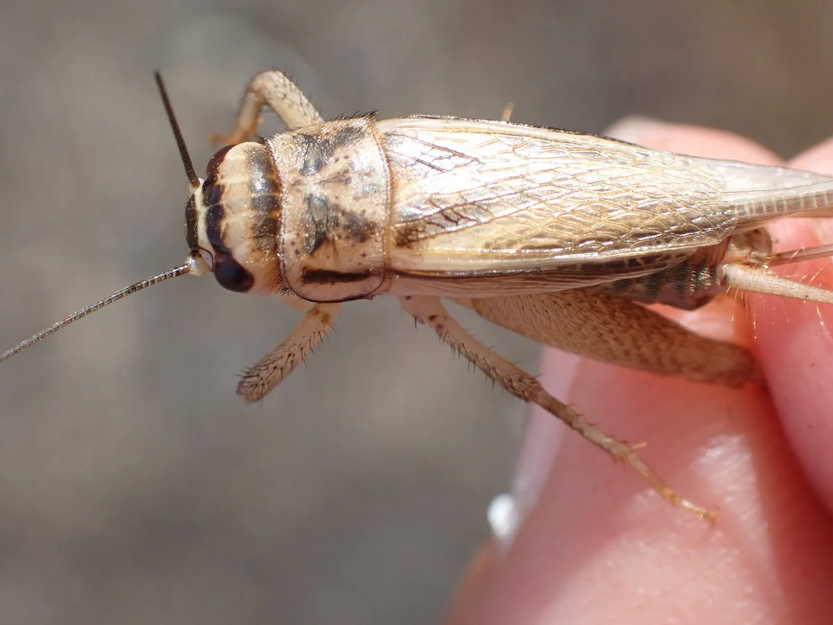 House cricket showing side profile with visible wings and long hind legs