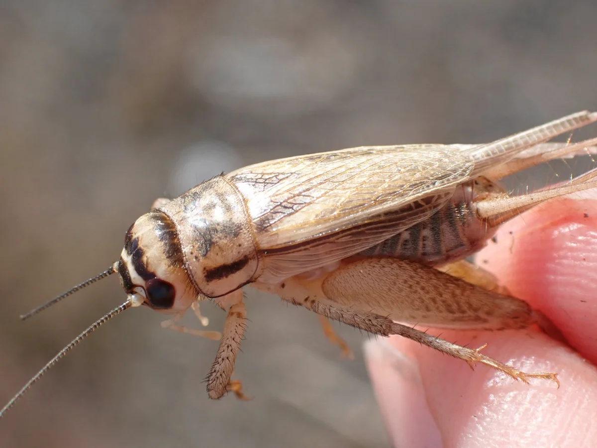 Close-up of house cricket displaying characteristic tan coloring