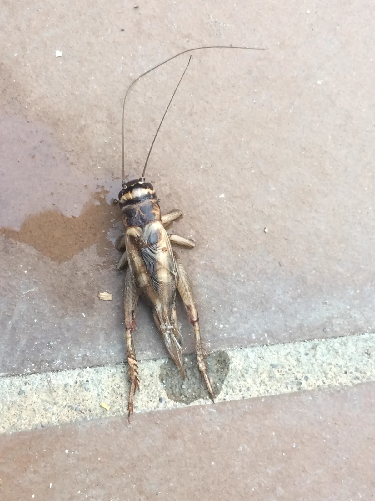 House cricket on concrete surface showing full body and antennae