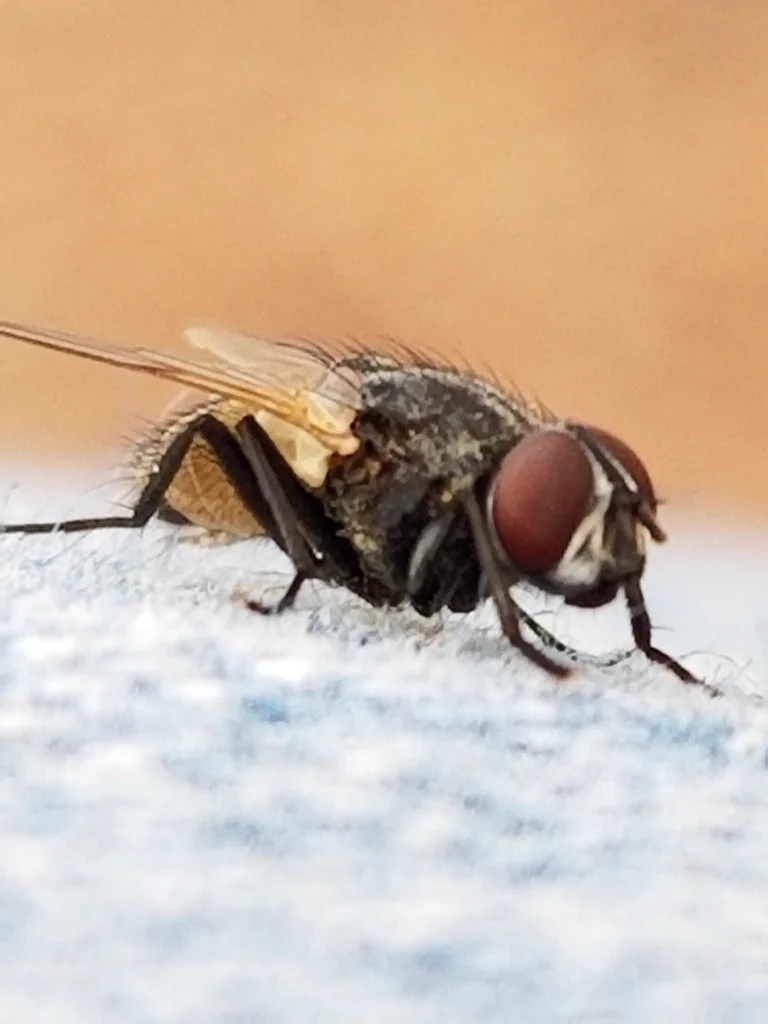 Close-up of a house fly showing detailed body features and leg structure