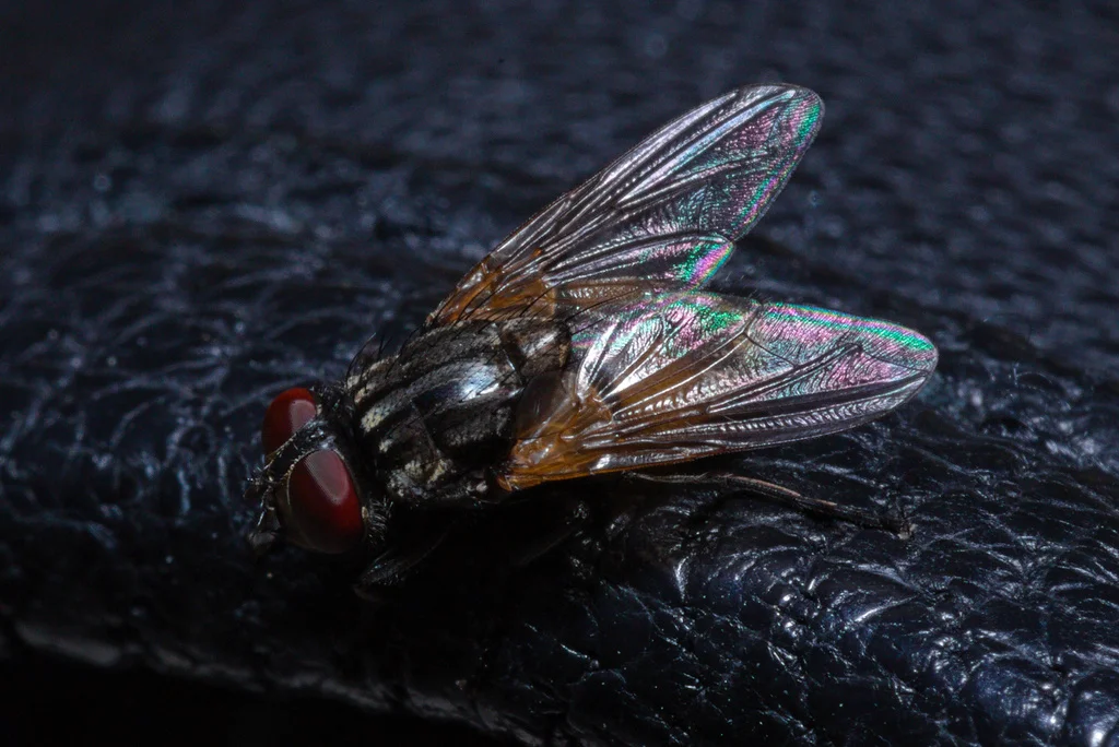 Macro photograph of a house fly showing iridescent wings and red compound eyes
