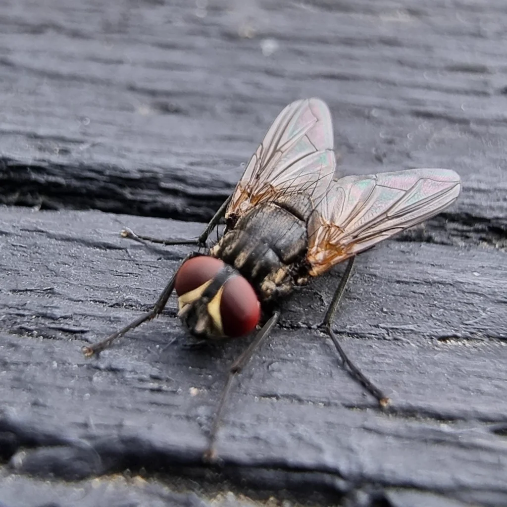 Side profile of a house fly on a wooden surface showing body structure