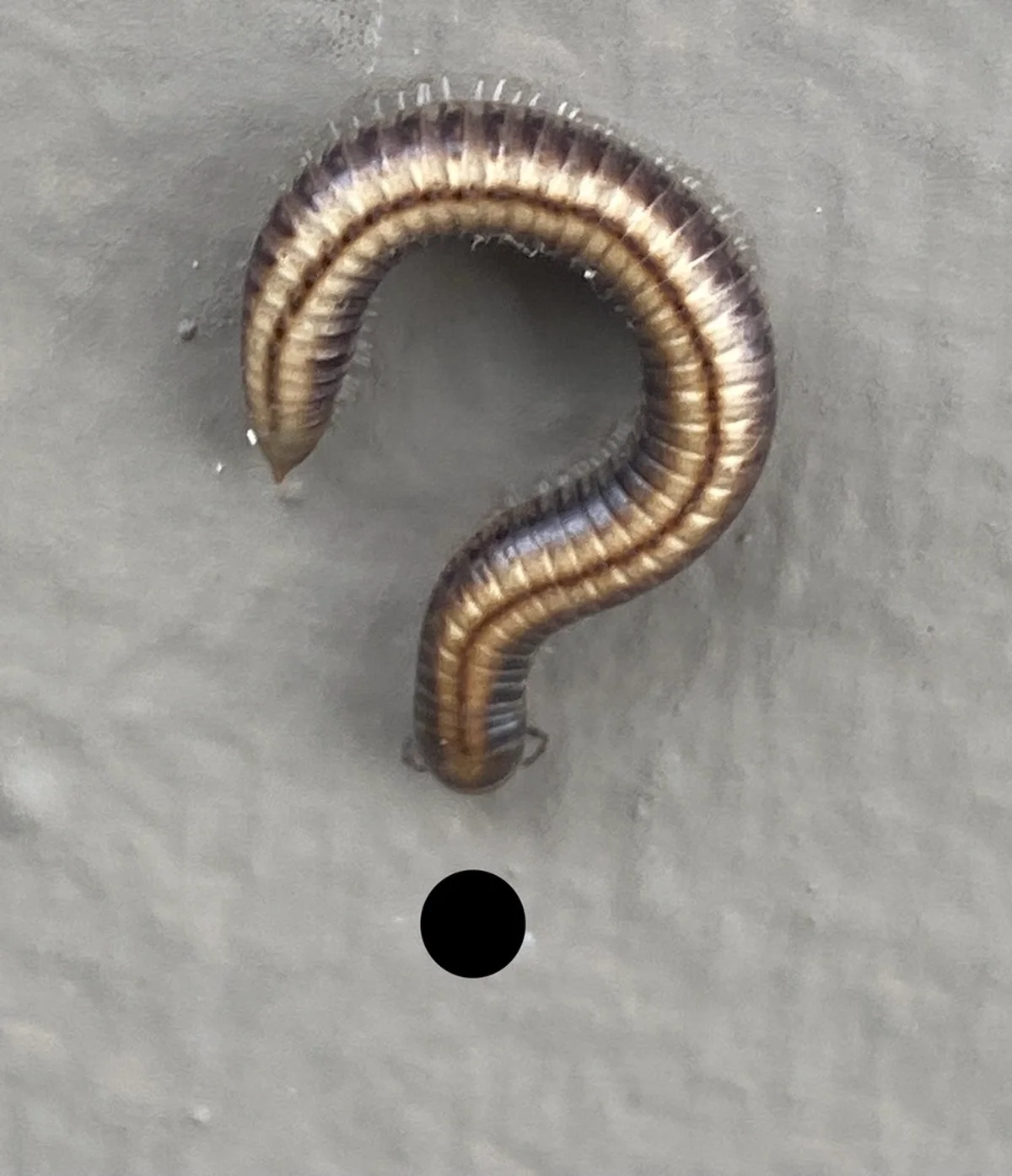 House millipede curled in defensive spiral position