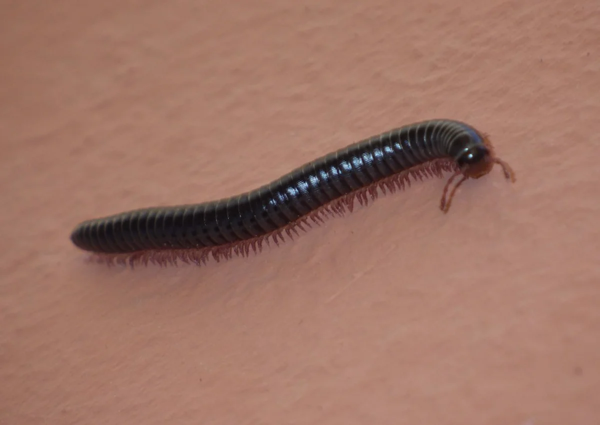 Dark house millipede on indoor surface showing typical coloration
